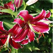 Лилия Вангелис восточная