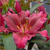 Лилия Авиньер восточная