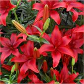 Лилия Динамикс ЛА-Гибрид 