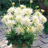 Георгина Плая-Бланка кактусовая