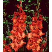 Гладиолус Эдванс