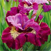 Ирис сибирский Miss Apple