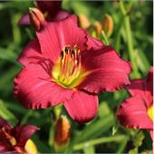 Лилейник Пардон Ми