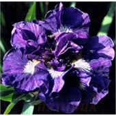 Ирис сибирский Каблуи 