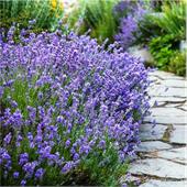 Лаванда (Lavandula)