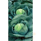 Капуста б/к Киластоп F1  15шт Семко