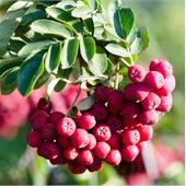 Рябина Титан