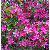 Яблоня Малиновка