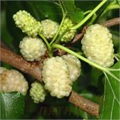 Шелковица белая Альба