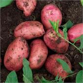Картофель семенной Аляска