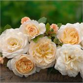 Роза Крокус Роуз (английская) бело-желтая