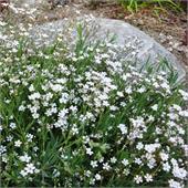 Гипсофила ползучая (repens) (white)