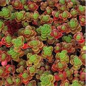Седум (Sedum) spurium Coccineum (ложный)