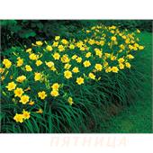 Лилейник Стелла Де Оро (Stella de Oro)