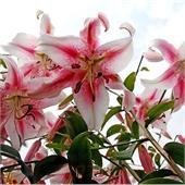 Лилия Анастасия ОТ-гибрид 