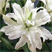 Лилия Аннемарис Дрим азиатская