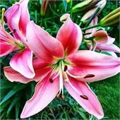 Лилия Чайлд ин Тайм ОА-гибрид