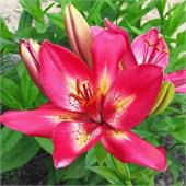 Лилия Арсенал азиатский гибрид 