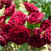 Роза Ред Сенсейшен (миниатюрная) красная