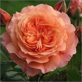 Роза Бельведер (шраб) оранжевая