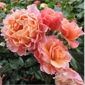 Роза Мари Кюри (шраб) розовая