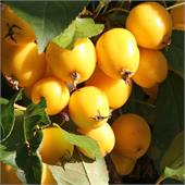 Яблоня Китайка золотая летняя 