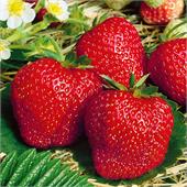 Земляника Кимберли ранняя