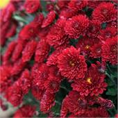 Хризантема мультифлора кустовая Branhill