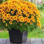Хризантема мультифлора кустовая Golden Orange