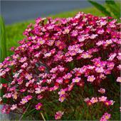 Камнеломка (Saxifraga) arendsii Волшебный Ковер
