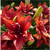 Лилия Канари Уорф азиатская махровая