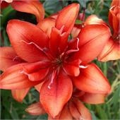 Лилия Коктейль Твинс азиатская махровый