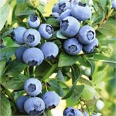 Голубика высокая Денис Блю