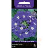 Вербена Кварц Блю  10шт Поиск