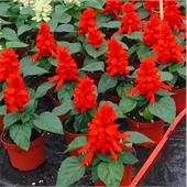 Сальвия сверкающая Редди Брайт Ред 1000 шт.