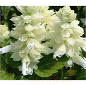 Сальвия сверкающая Редди Вайт 1000 шт.