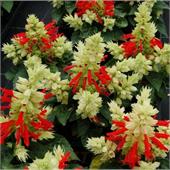 Сальвия сверкающая Редди Вайт Сюрпрайз  1000 шт.