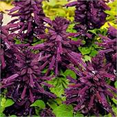 Сальвия сверкающая Редди Пурпл 1000 шт.