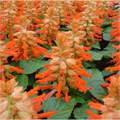 Сальвия сверкающая Редди Салмон 1000 шт.