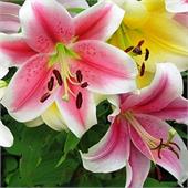 Лилия Пинк Брильянт ЛОО-гибрид 