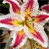 Лилия Плейтайм восточный