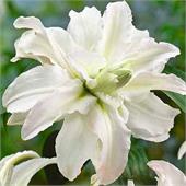 Лилия Полар Стар восточная