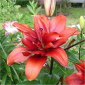 Лилия Сфинкс азиатский гибрид 