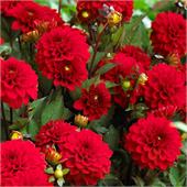 Георгина Гэллери Зингер