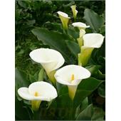 Калла Элегант Свон