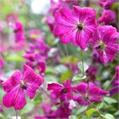 Клематис Карменчита