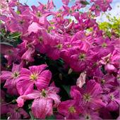 Клематис Мазурек