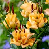 Лилия Эприкот Фьюдж азиатская