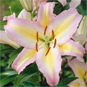 Лилия Фокус Покус восточная