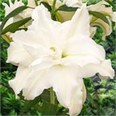 Лилия Боул оф Бьюти восточная